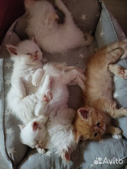 Котята 1,5 месяца