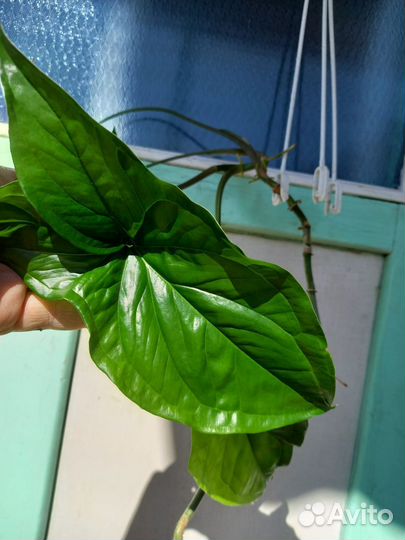 Цветы домашние в горшках