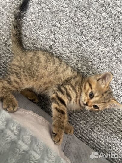 Шотландская