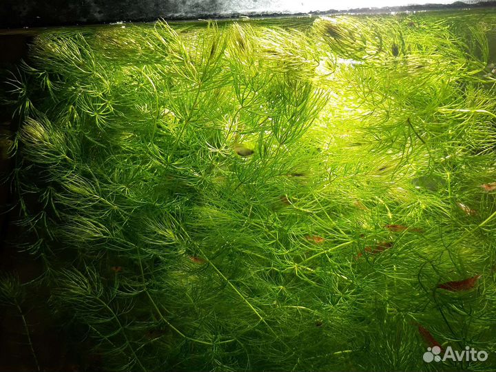 Роголистник