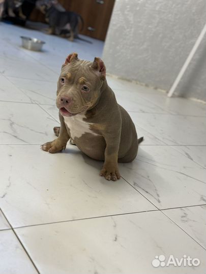 Американский булли