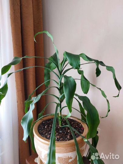 Пальма Юкка