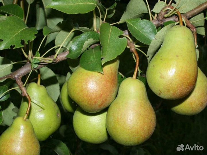 Груша зимостойкая Высота от 2м