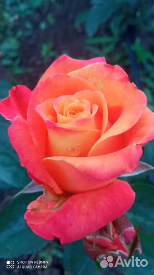 Саженцы роз