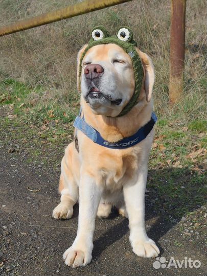 Шапки для собак больших пород лабрадоров