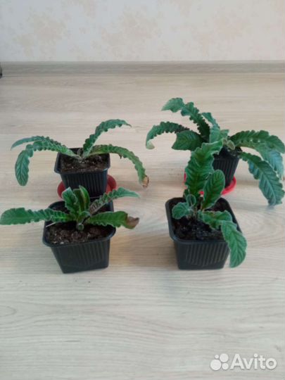 Детки стрептокарпуса