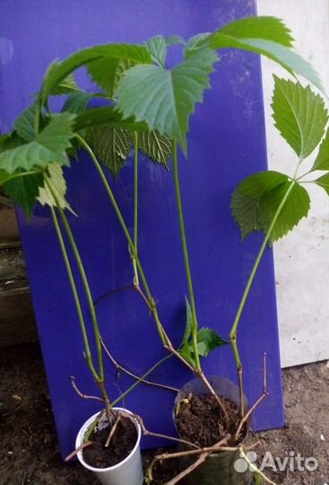 Девичий виноград