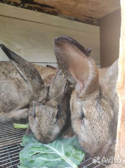 Мясо кролика