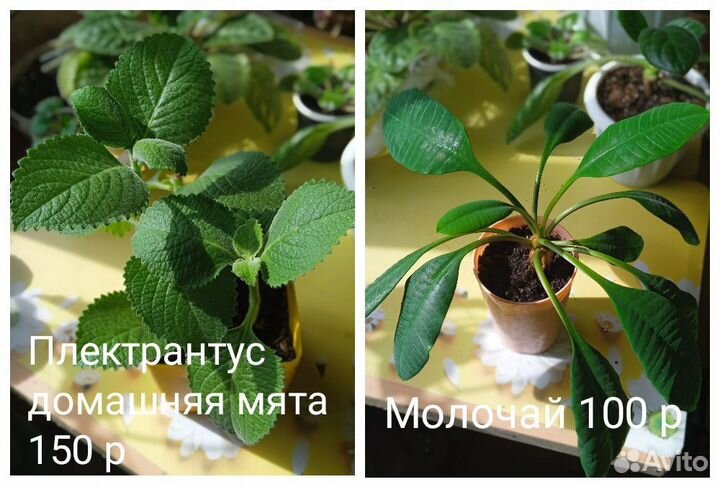 Домашние растения, строманта, колеус, хирита