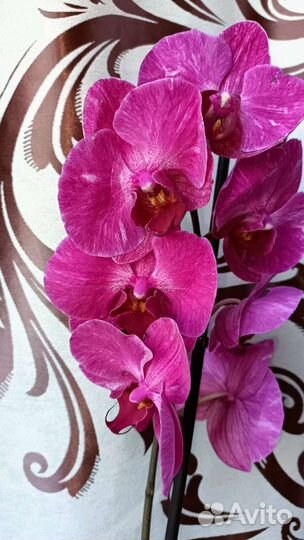 Орхидея фаленопсис Стелленбош купить в Набережных Челнах | Товары для дома  и дачи | Авито