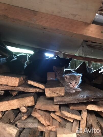 Кошки в добрые руки бесплатно