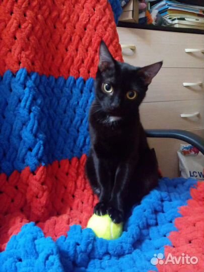 Молодая веселая кошка