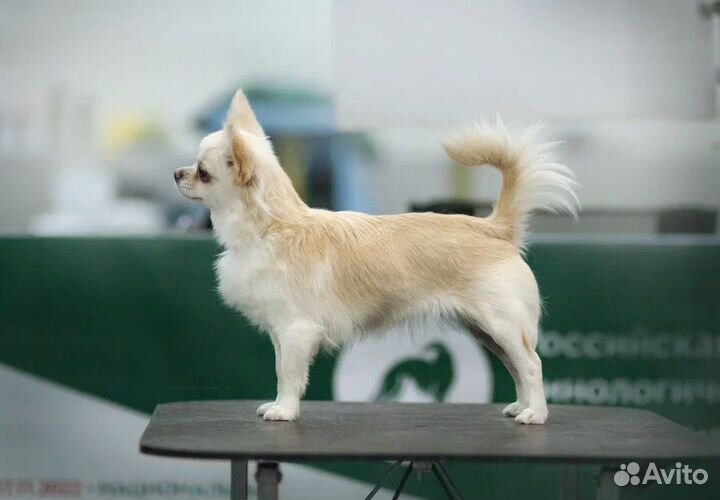 Грумер собак