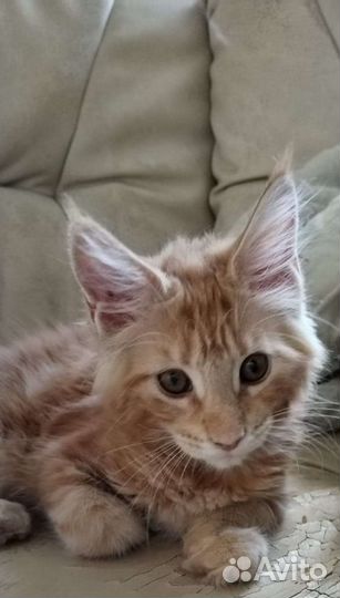 Мейн-кун котята