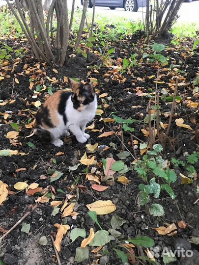 Котёнок кошечка