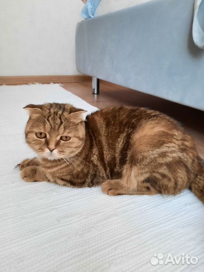 Продам котят британцы