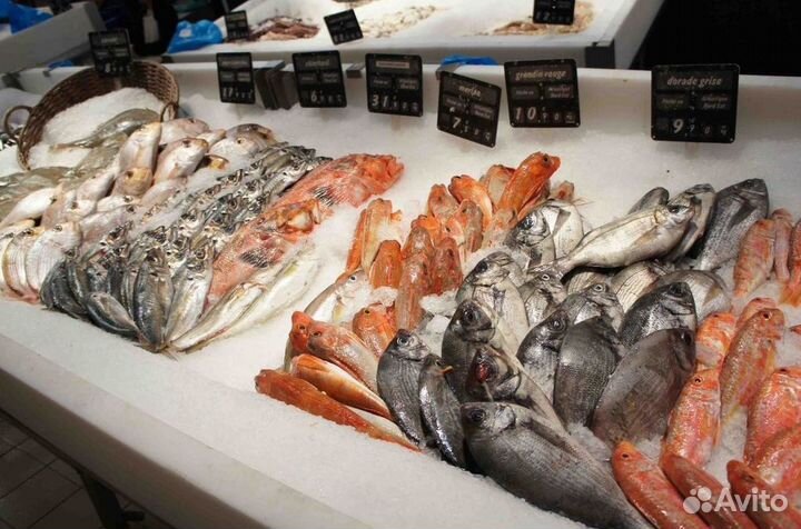 Готовый бизнес: прибыльный рыбный магазин