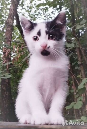 Красотка Коко, 1,5 мес., в дар