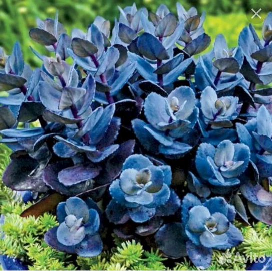 Очиток Blue Pearl (Блю Перл),укорененный черенок