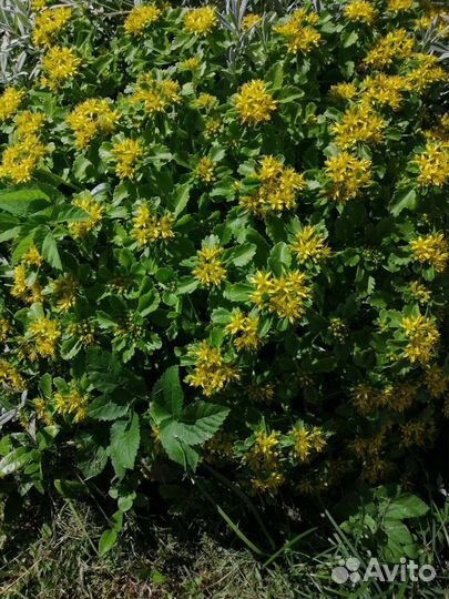 Цветы многолетники