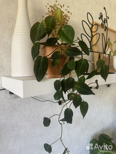 Сциндапсус, филодендрон