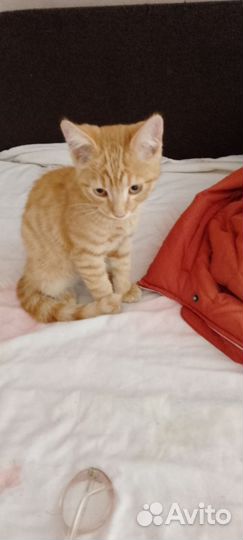 Рыжий котенок