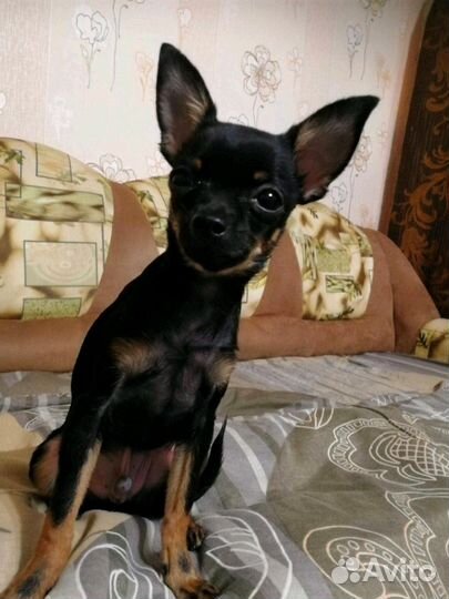 Вязка Мини-Той-терьер