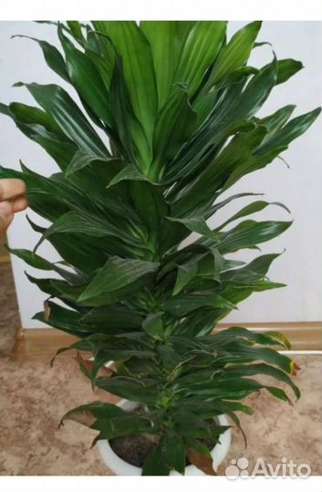 Драцена компакта