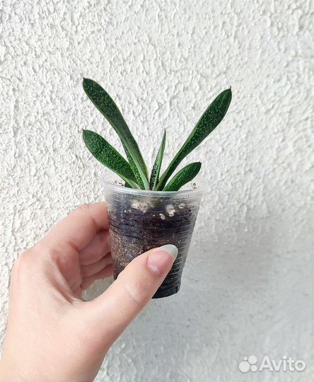 Гастерии разные суккуленты