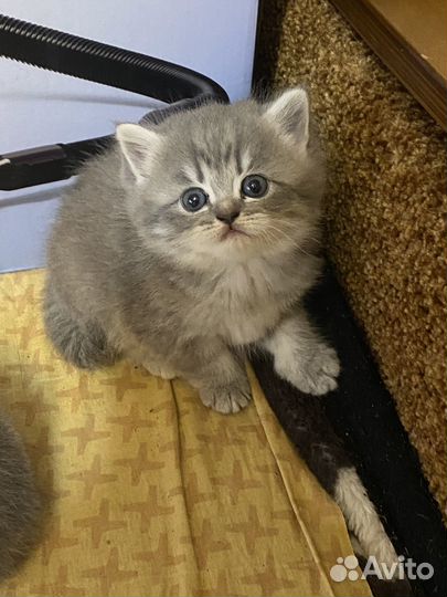Британские котята
