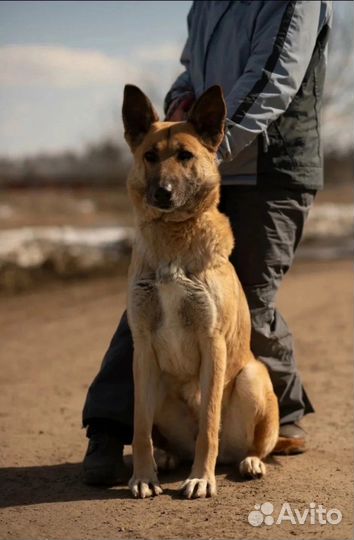 Чудесная Ника в частный дом охраница и умница