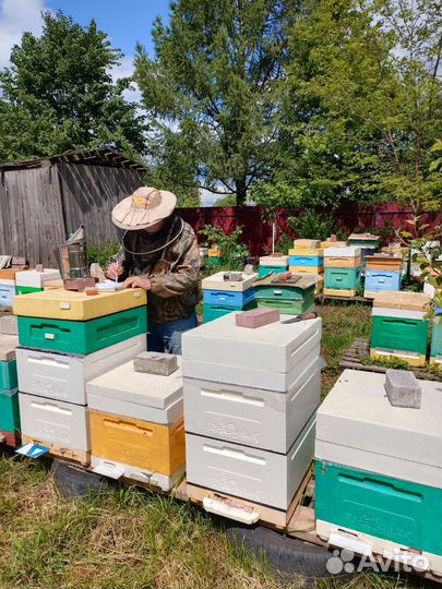 Пчелы, пчелопакеты 2024г