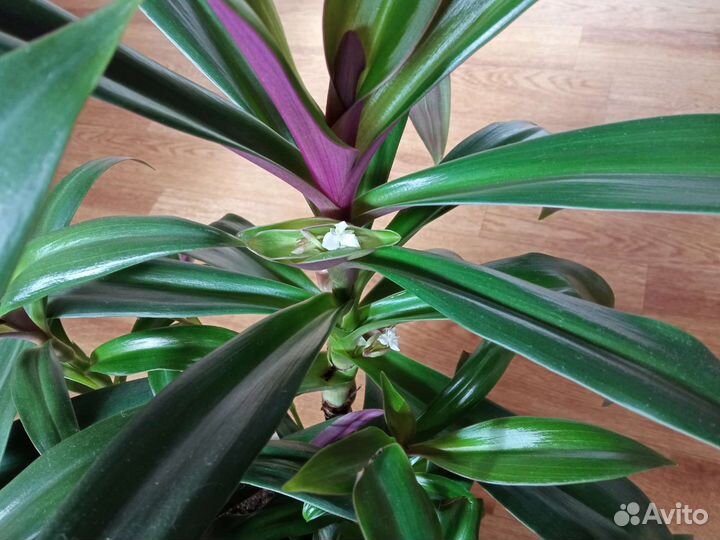 Рео Комнатное растение / Комнатные цветы