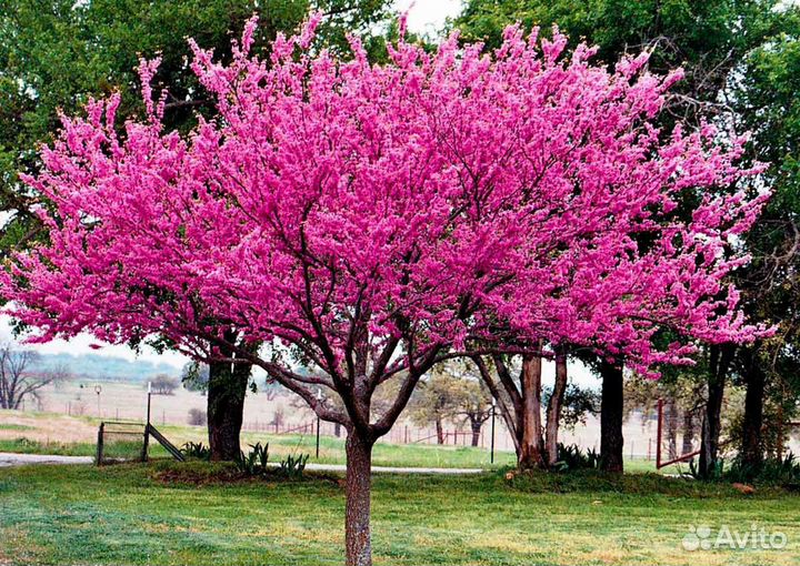 Церцис европейский семена