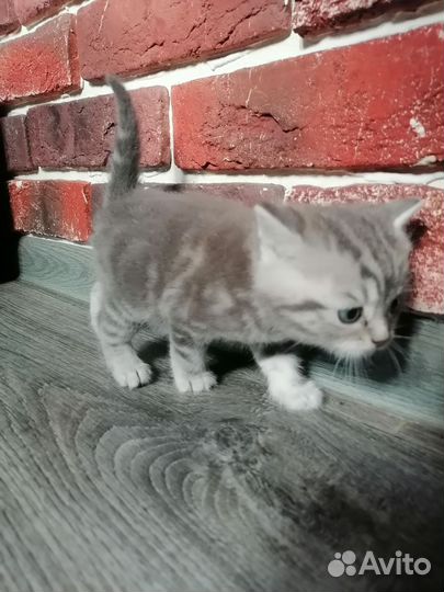 Британский котенок