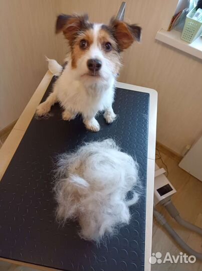 Услуга грумера