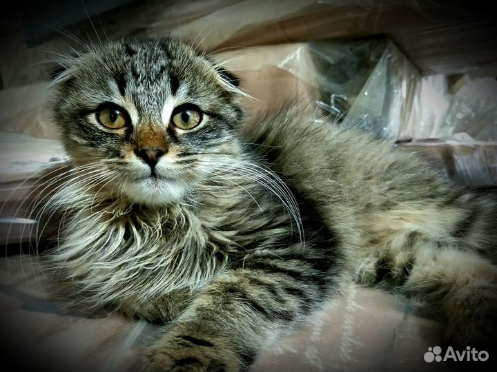 Вислоухие котята