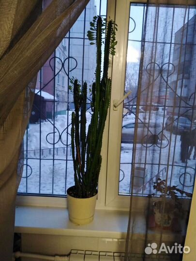 Кактус молочай