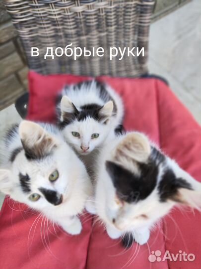 Котята в добрые руки