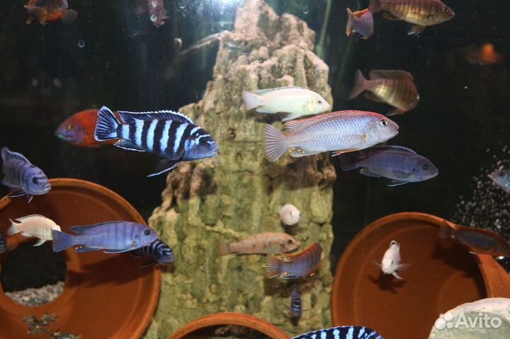 Цихлиды, Аквариумные растения, декорации, грунт