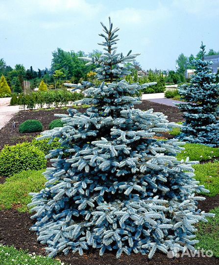 Ель Супер Блю Сидлинг