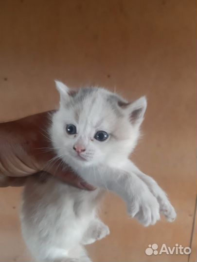 Кошки в добрые руки