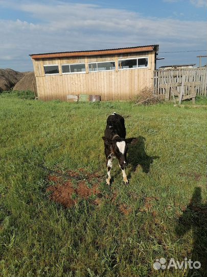 Телята бычки