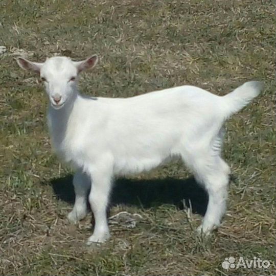 Зааненские козлята