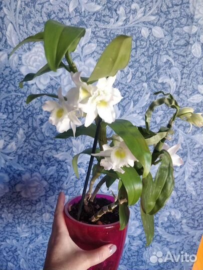 Орхидея дендробиум, лудизия