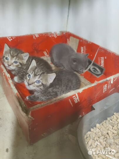 Котята в добрые руки бесплатно