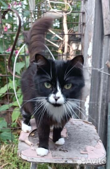 Носик ищет дом