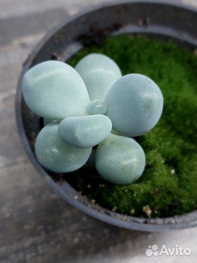 Суккуленты