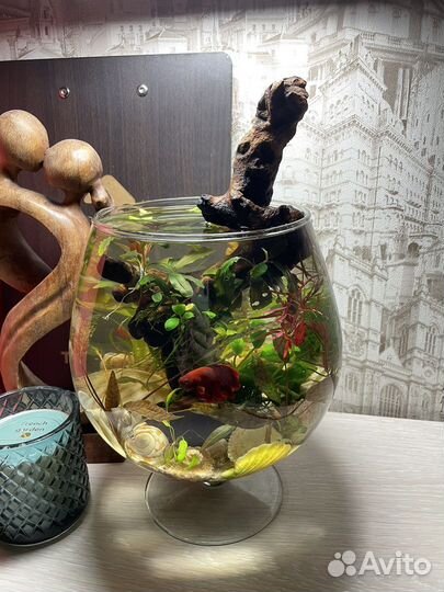 Оформление (дизайн) аквариума