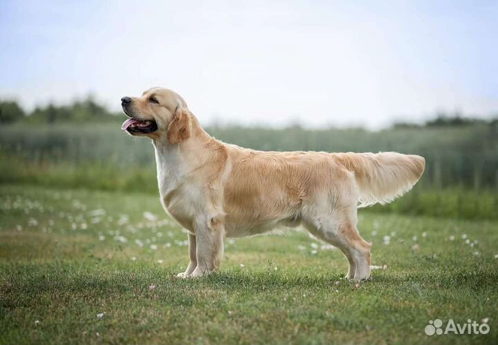 Золотистый ретривер